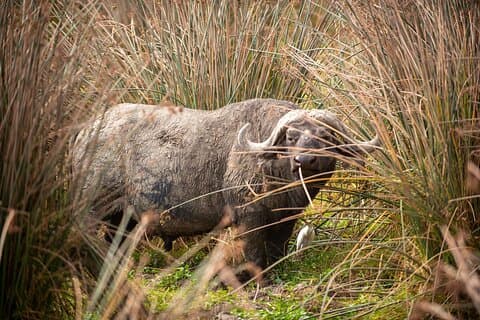 2 dagars Tarangire och Ngorongoro Safari äventyr
