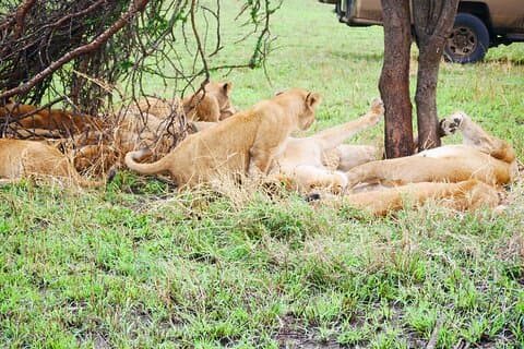 3 - デイ・タランギル、ンゴロンゴロ、エヤシ湖サファリ（ハッザ体験