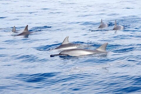 Dubbelrev snorkel och delfin klocka i Kona