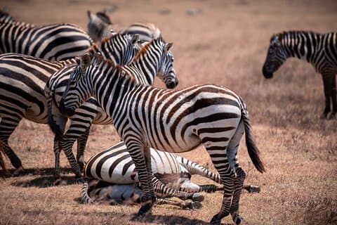 10 - Day Tansania Big Five Safari & Sansibar Beach Escape