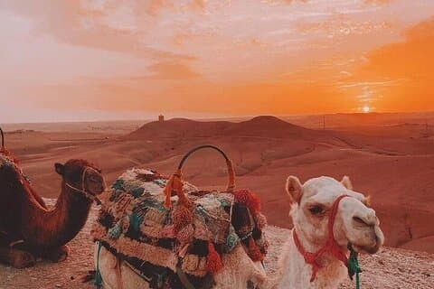 Sunrise Camel Ride og Marokkansk Morgenmad i Agafay Desert