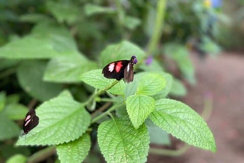 Full-Day Mindo: Butterfly Garden & Cloud Forest