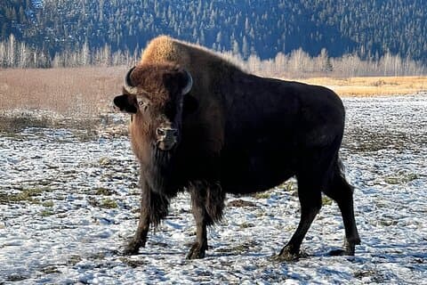 Whittier til Anchorage Transport & Wildlife Center Op til 10 personer
