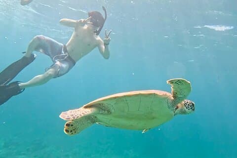 Sea Turtle Snorkel Tour to Swim with Corals and Fish on Ishigaki Island~