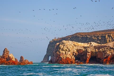 Ballestas Islands Wildlife: Privat kysttur fra Pisco havn