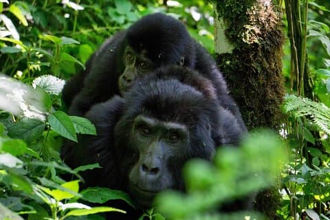4Day Gorilla Trekking and Queen Elizabeth National Park