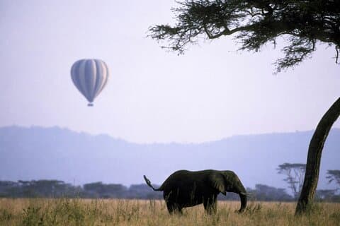 Safari en el Serengeti para presenciar la gran migración