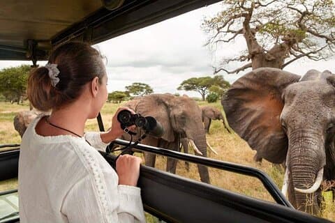 Mikumi nasjonalpark safari dagstur fra Zanzibar