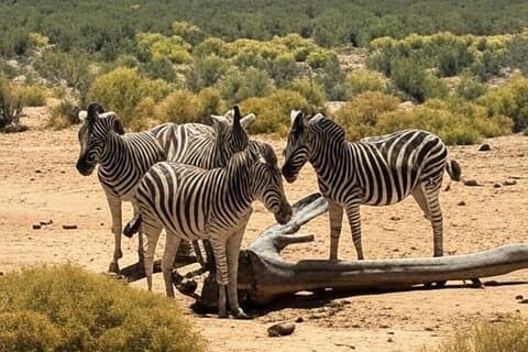 Experimente os Big Five em Plain View no Aquila Game Reserve"