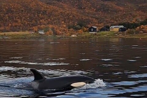 3 Nights Whale Watching Camp in Altafjord