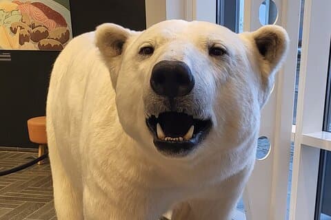 Guided Polar Bear Walk incl. Polaria & Polar Museum