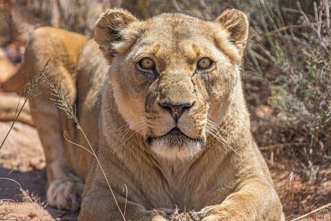 Aquila Game Reserve Safari med vinprovning och lunch