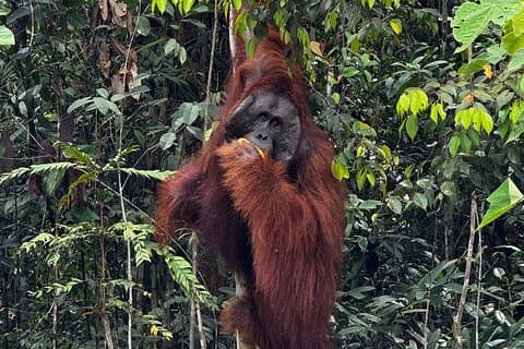 Semenggoh Orangutan e Annah Rais Longhouse