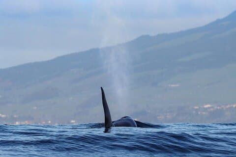 Terceira Island | Private: Whale & Dolphin Watching