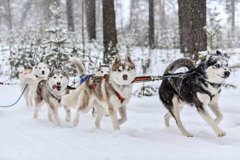 Husky Hundeschlittentour ab Riga