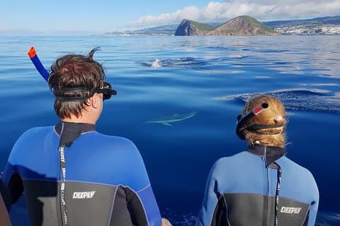 Terceira Island: nadando com golfinhos + snorkeling