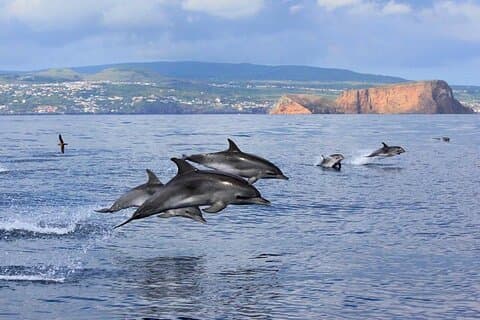 Terceira : Observação de baleias + natação com golfinhos + Ilhéus Cabras