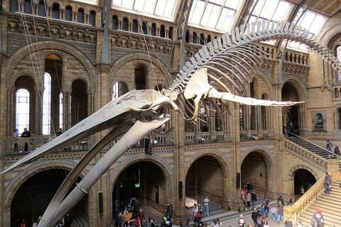 London Walking Tour Natural History Museum