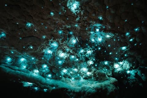 Milkyway Glowworm Cave Tour vanuit de haven van Auckland