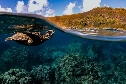 Golden Hour Glow Snorkel: Snorkel com tartarugas do mar