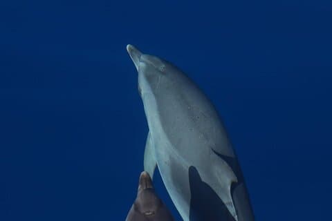 Terceira | Privado: Observação de baleias + Ilhéus Cabras + Snorkeling