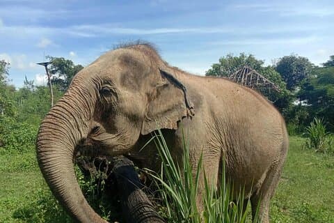 Hoteller i nærheden af Elephant Sanctuary, Sticky Waterfall, Bamboo Rafting