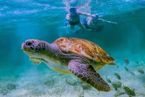 Excursão de snorkel em Dimaniyat Islands