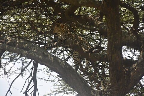 Zwei Tage Abenteuer Ngorongoro und Materuni Kulturelles Eintauchen