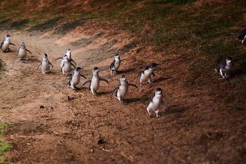 Phillip Island Penguin Parade Afternoon Tour from Melbourne