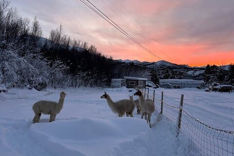 Farm Adventure –Genuine home visit and Arctic Animals