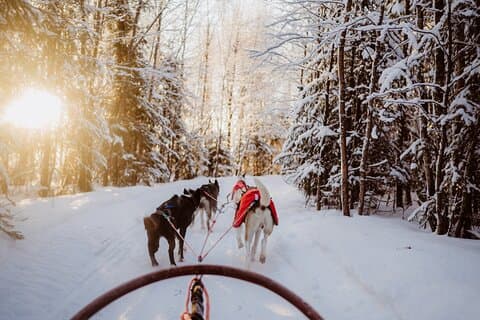 The Husky Forest Escape - 10KM Husky Safari