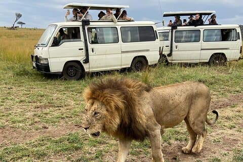 Tour di mezza giornata del Parco Nazionale di Nairobi Game Drive.