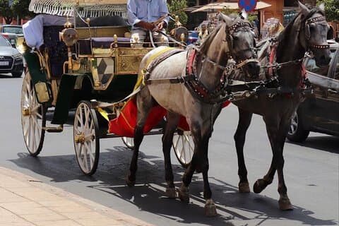 fez Carriage Tour