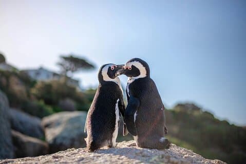 Hoteller i nærheden af Cape Point, Cape of Good Hope & Penguins Tour