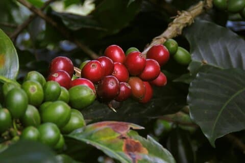 Chikmagalur Coffee Trail 2 Day Private Tour from Bangalore
