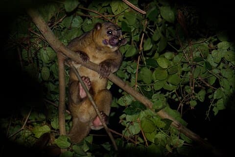 Jungle Night Walk