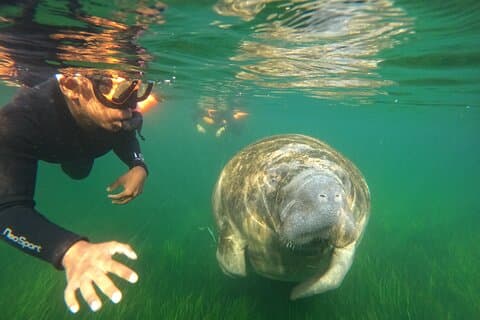 All-inclusive liten gruppe Manatee svømme med gratis bilder