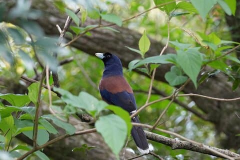 Privat Amami natur og kultur opplevelse