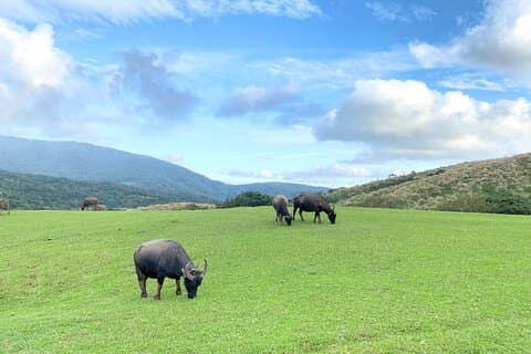 Excursión de un día completo en Yangmingshan y Beitou desde Taipéi (grupo pequeño)