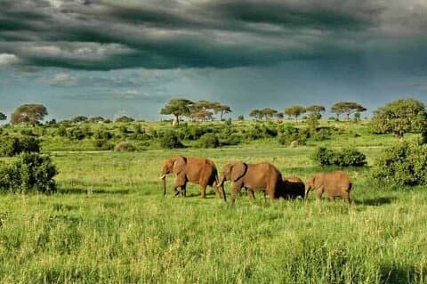 Tour Safari di 1 giorno al Parco Nazionale di Mikumi da Zanzibar