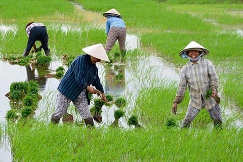Hoi An Heritage Fietstour Lokale ambachten, noedels & houtbewerking