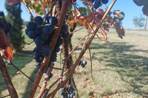 E-Bike & Wine Experience with Wine Tasting in the Cellar