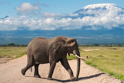 5 dage Amboseli, Tsavo Diani