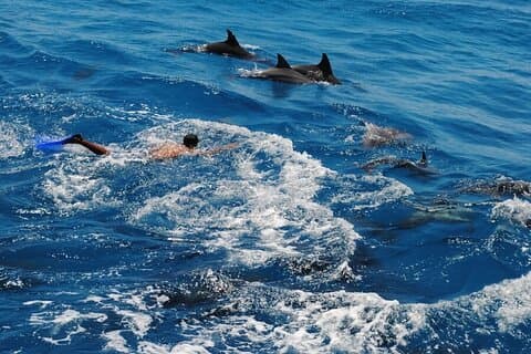 Hurghada Dolphin House Full dag snorkeltur + fersk sjømat