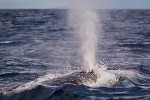 Terceira Island | Private: Whale Watching + Ilhéus das Cabras