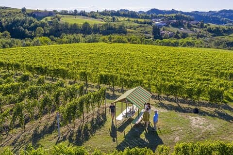 Wine Tasting and Food Pairings in Langhe and near Alba