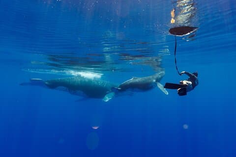 Delt hvalsafari-tur på TAHITI
