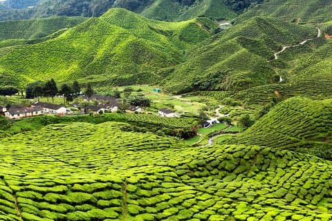 Cameron Highlands Tea Country Private Tour from Kuala Lumpur