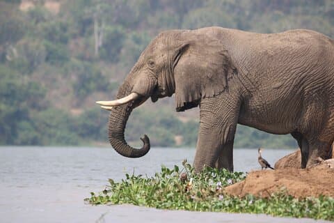 14 dager Uganda Gorillas Chimps Big Five Shoebill og Landcruiser
