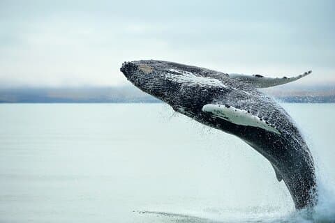 Kaikōura Whale Watch Tour from Christchurch - Small Group